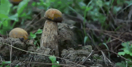 ！云南野生菌征服法国人的挑剔味蕾冰球突破豪华版大地物源出海法国(图15)